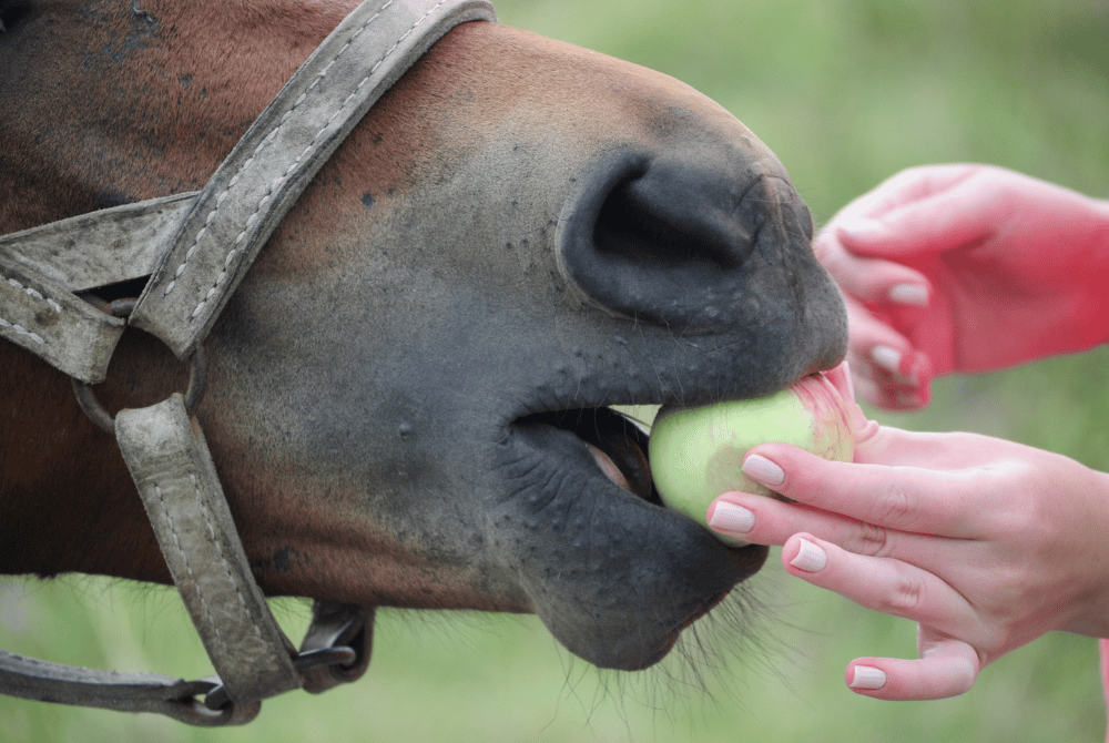 Alimentos para caballos