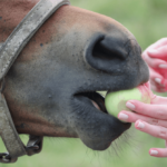 Alimentos para caballos